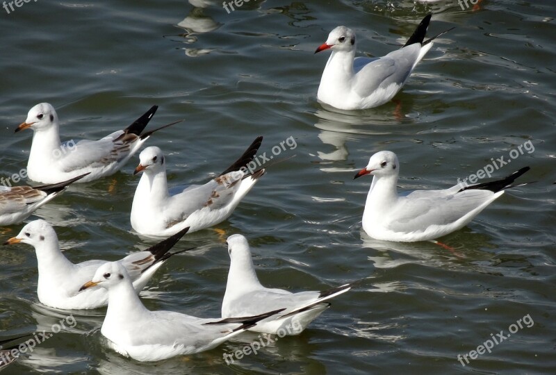 Gull Bird Black-headed Gull Chroicocephalus Ridibundus Small Gull