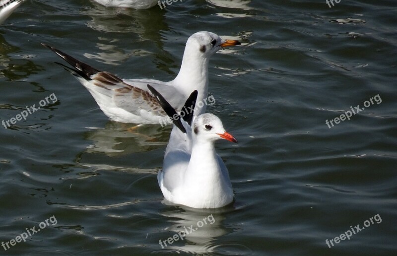 Gull Bird Black-headed Gull Chroicocephalus Ridibundus Small Gull