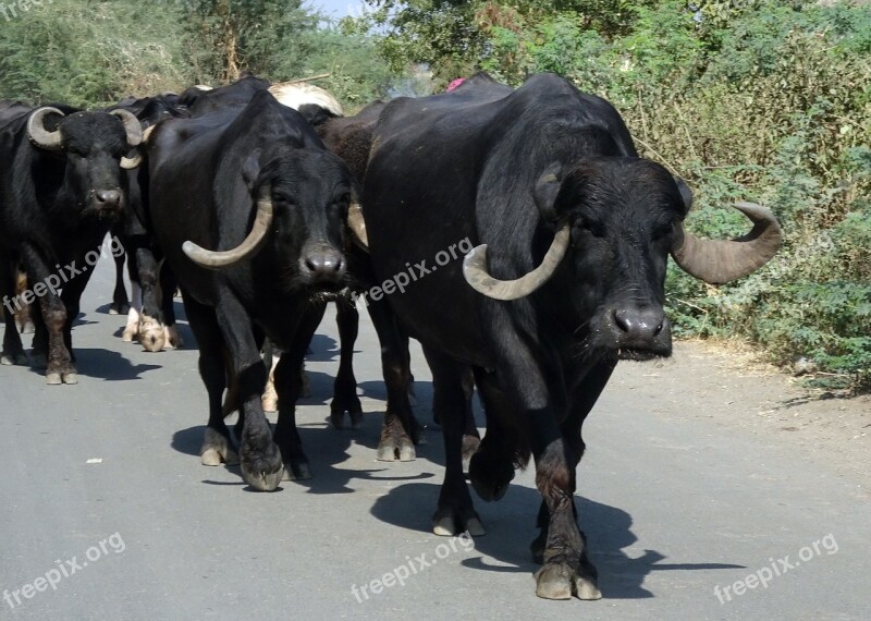 Buffalo Bovine Cattle Water Buffalo Hybrid