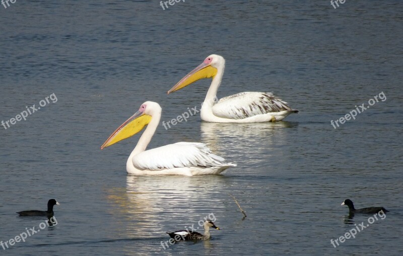 Bird Great White Pelican Pelecanus Onocrotalus Eastern White Pelican Rosy Pelican