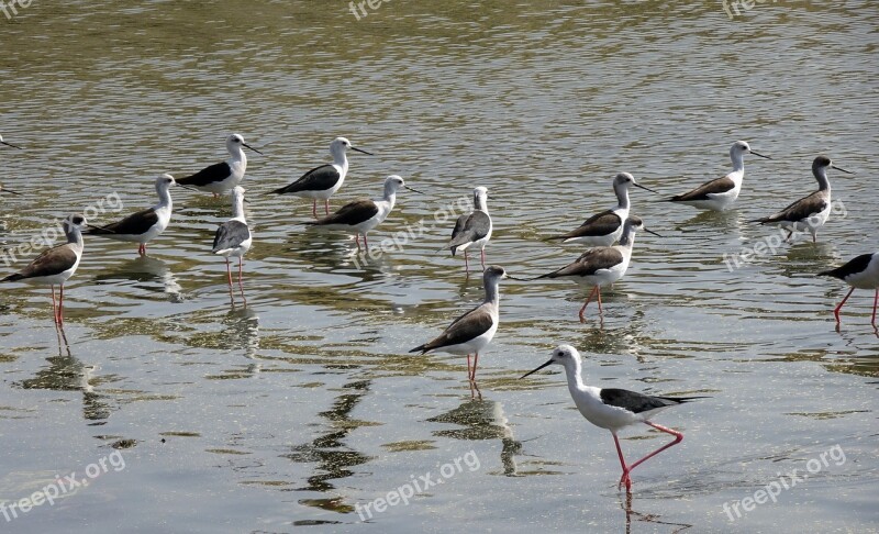 Bird Black-winged Stilt Flock Common Stilt Pied Stilt