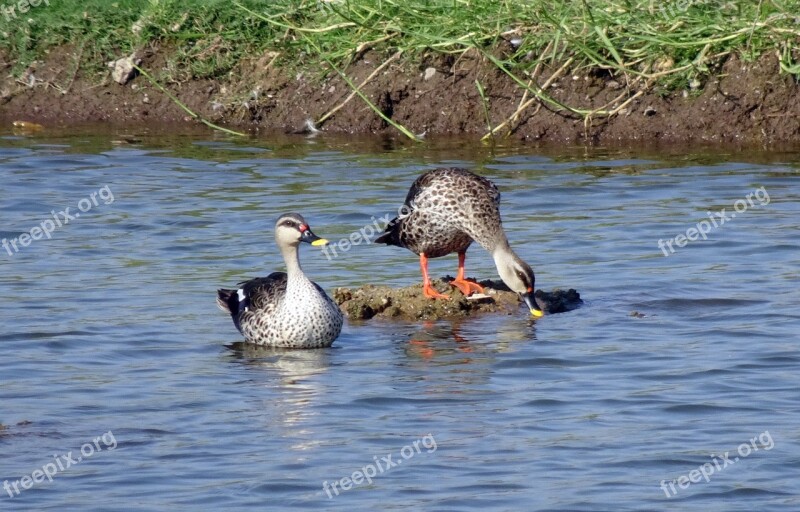 Duck Bird Waterfowl Wildlife Spot-billed Duck