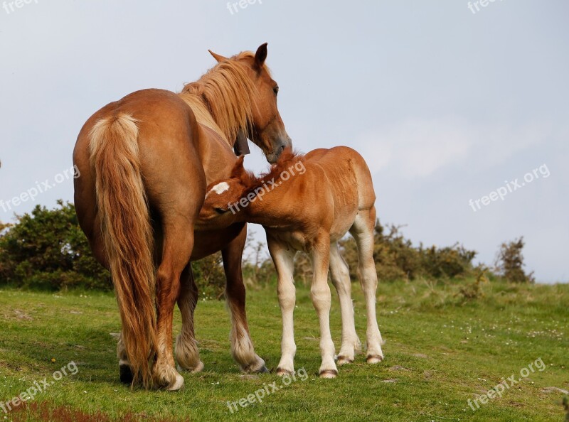 Horse Mare Colt Mammal Pastures