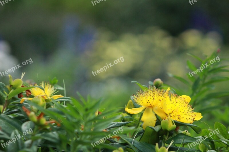 Hypericum Perforatum Yellow Flower Hypericaceae Medicinal Herbs A Native Of Europe