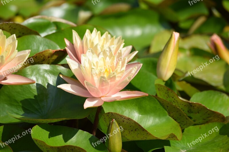 Vizililiom Water Lily Flower Flower Buds Aquatic