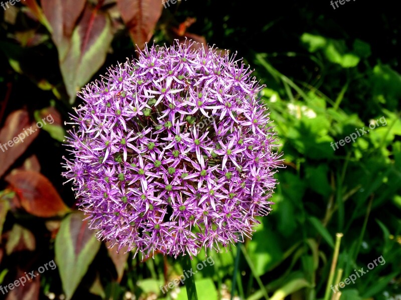 Allium Christophii Purple Flowers Ornamental Onion Garden