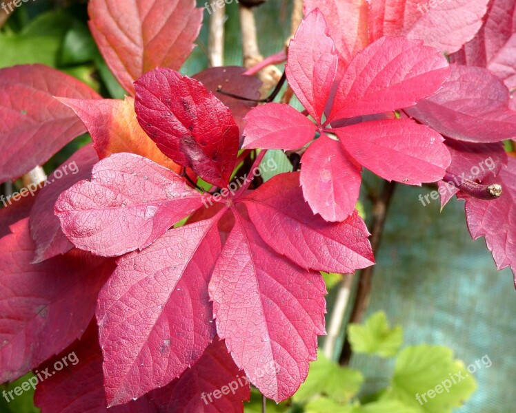 Vine-virgin Leaf Color Fall Purple