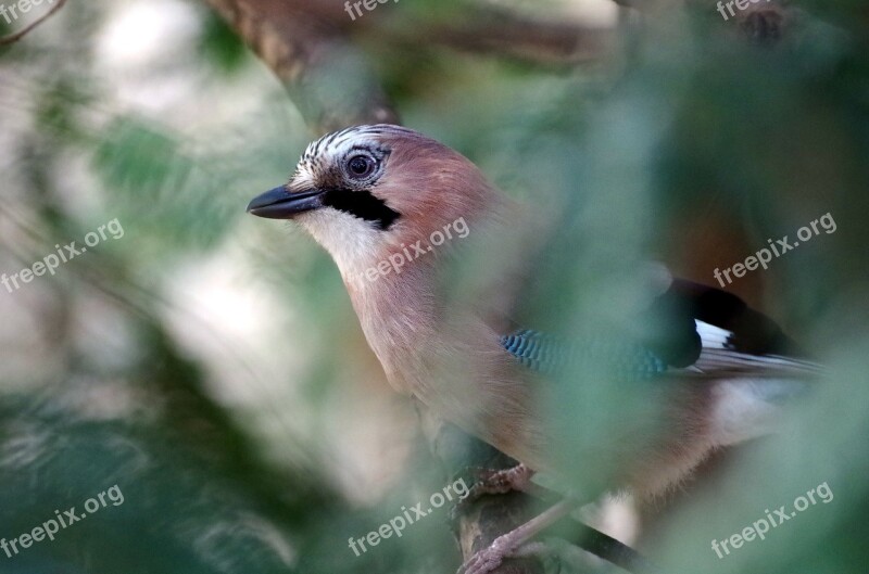 Jay Forest Wild Bird Bird Bill