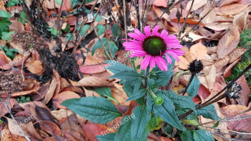 Loner Outcast Lonely Stubborn Autumn