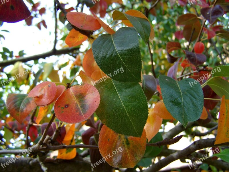 Leaves Autumn Discoloration Nature Free Photos