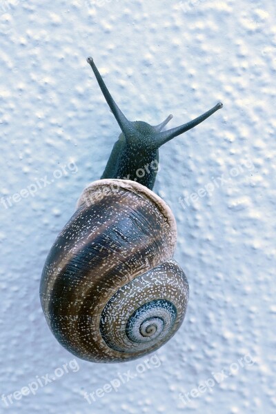 Snail Mollusc Huisjesslak Cochlea Feeler