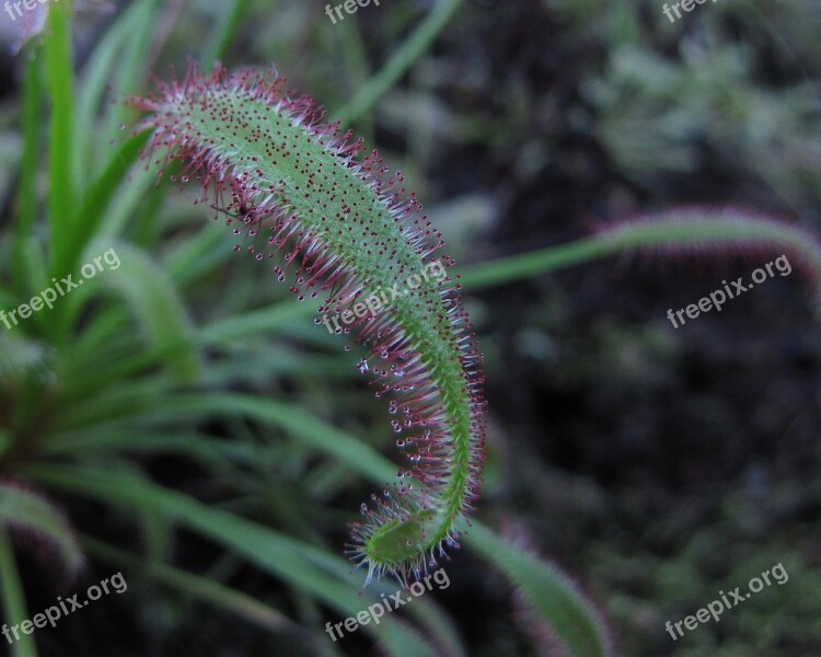 Drosera Capensis Plant Nature Carnivore Sticky