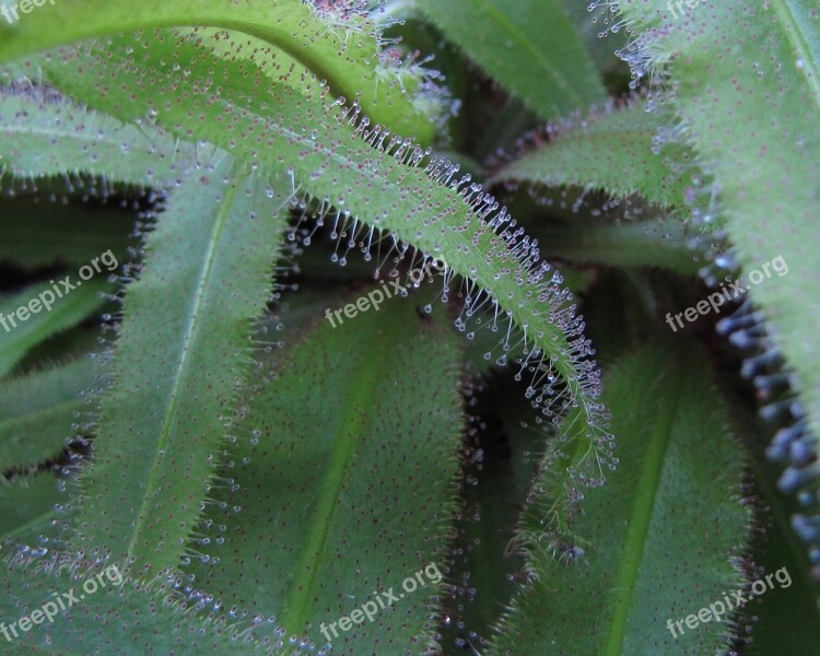 Drosera Capensis Plant Nature Carnivore Sticky