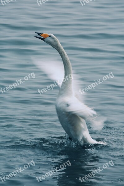 Swan Cygnus Southern Hemisphere Swans Free Photos