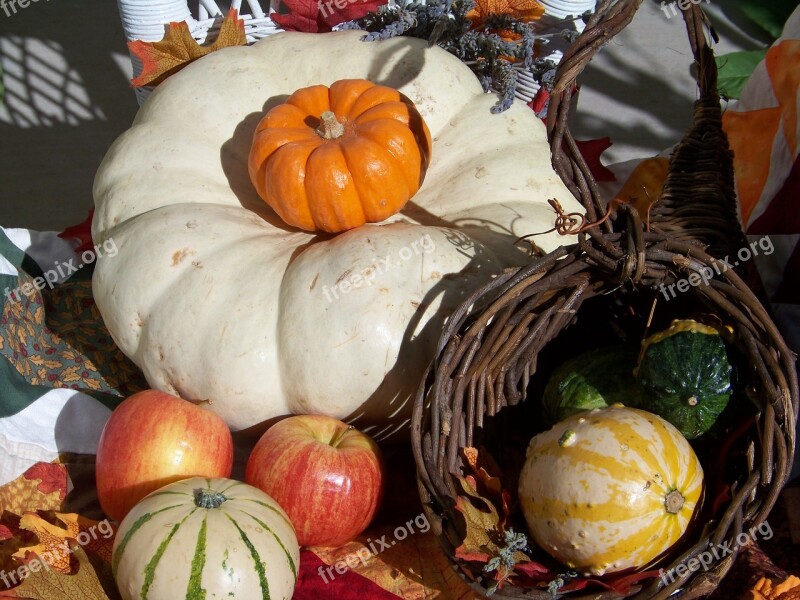 Squash Cornucopia Fall Harvest Autumn