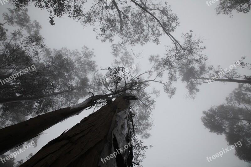 Trees Cloudy Clouds Fog Cups