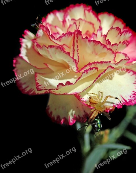 Insects Spider Fly Ant Carnation