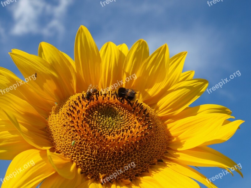 Bumble Bee Honey Sunflower Blue Sky