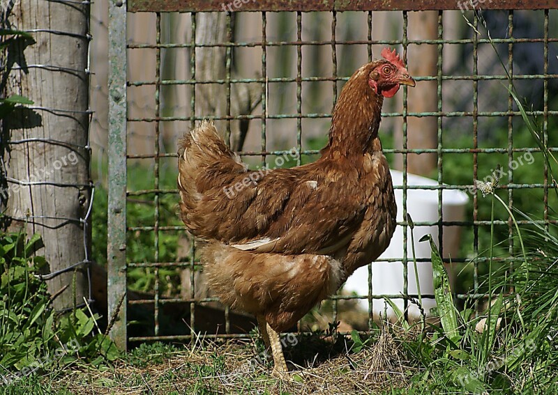 The Hen Domestic Hen Chicken Bird Kennel