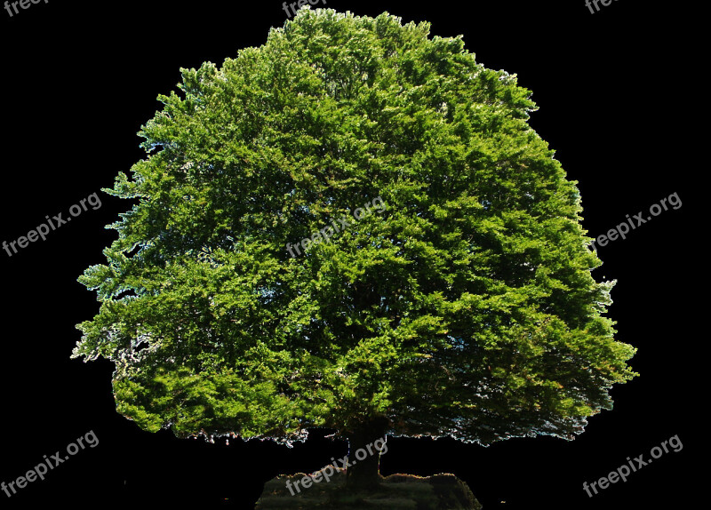 Tree Isolated Blank Transparent Plant