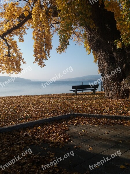 Lake Constance Reichenau Autumn Leaves Free Photos