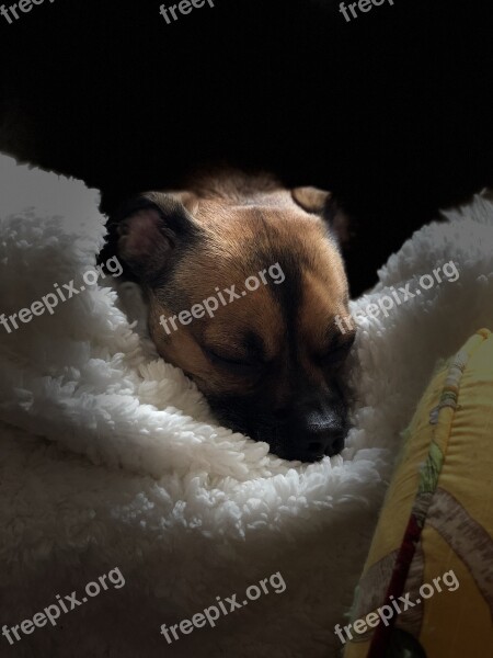 Pet Dog On Soft Blanket Sad Dog Sweet Dog Free Photos