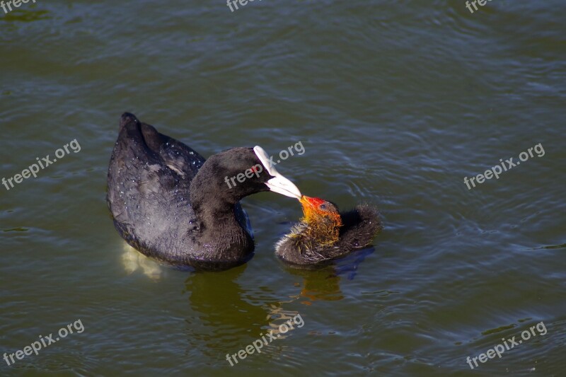 Bird Eurasian Coot Duck Pond River