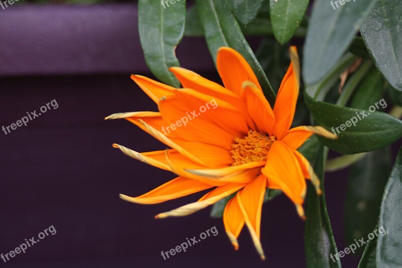 Flower Nature Orange Sheet Pestle