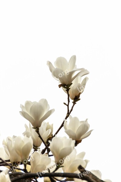 Magnolia Flowers Spring Plants Nature