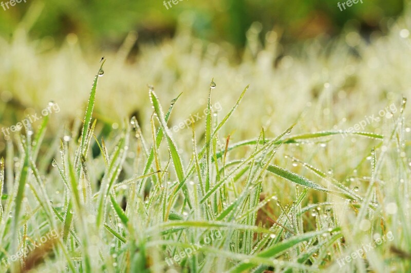 Dew Trickle Morning Wet Water