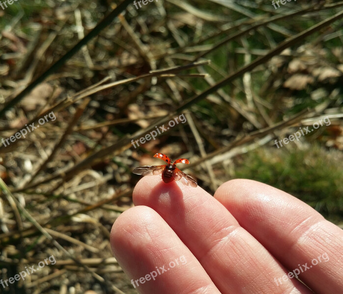 Ladybug Nature Bug Beetle Grass