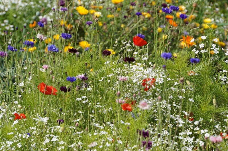 Flower Meadow Nature Flowers Meadow Flora