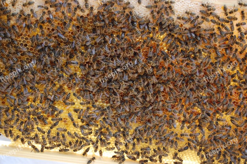 Honey Bees Hive Honeycomb Insect Free Photos