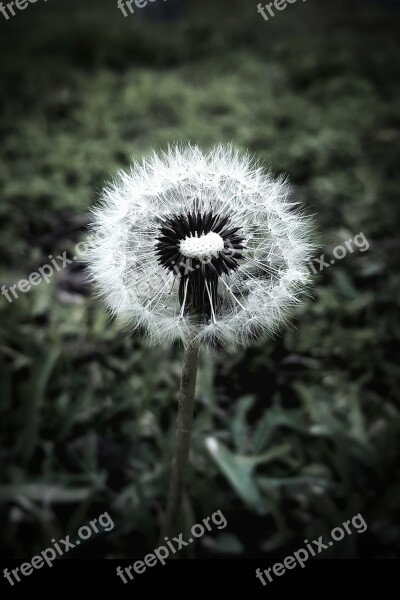 Dandelion Flower Nice Nature Vivid