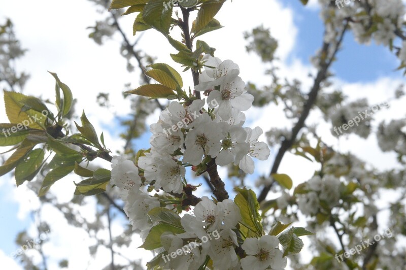 Cherry Blossom Cherry Branch Spring Blossom Bloom