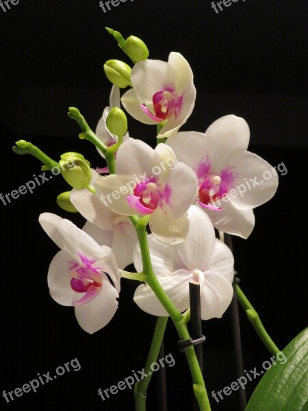 Flower Orchid White And Pink Free Photos