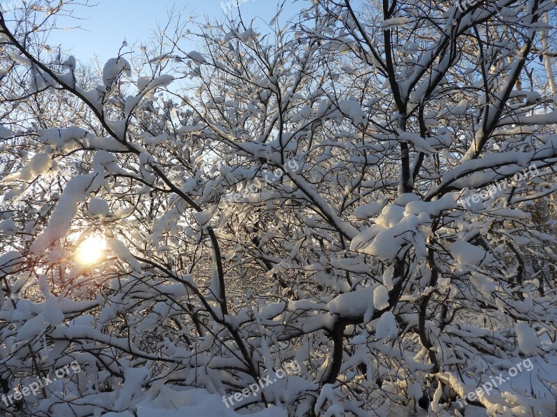 Winter Snow Forest Cold Trees