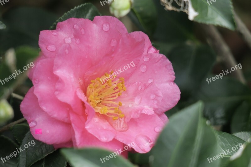 Hong Kong Wildflowers Wild Flowers Bloom Common Wildflowers Flowering