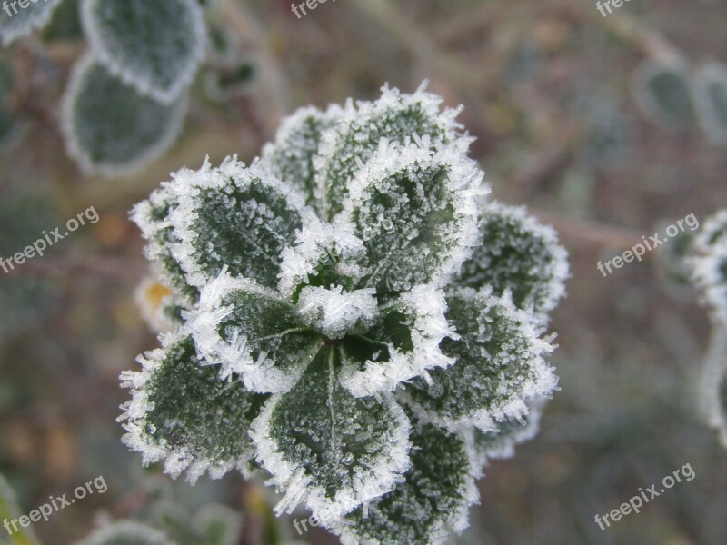 Leaf Frozen White Winter Gel The Ice