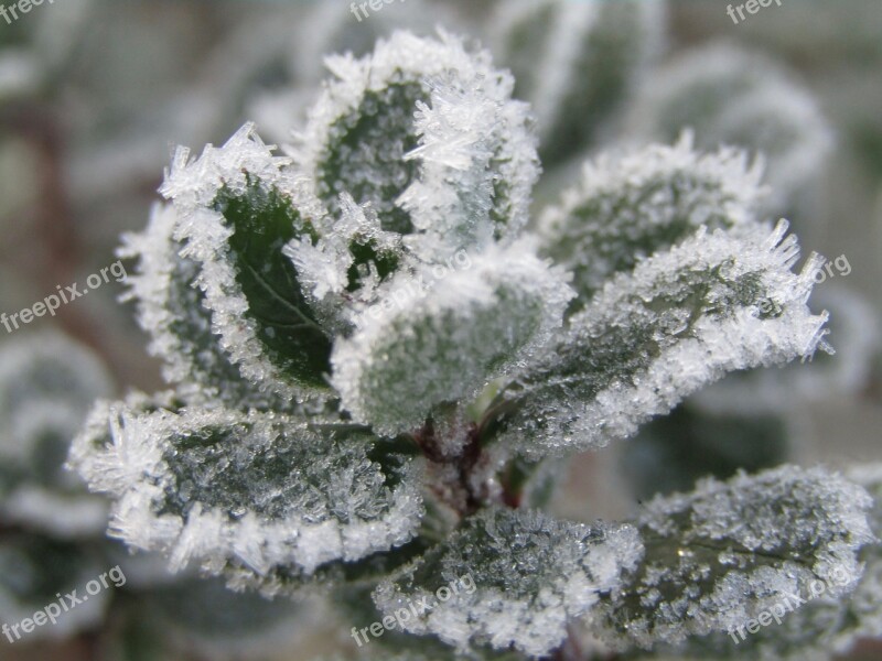 Leaf Frozen White Winter Gel The Ice