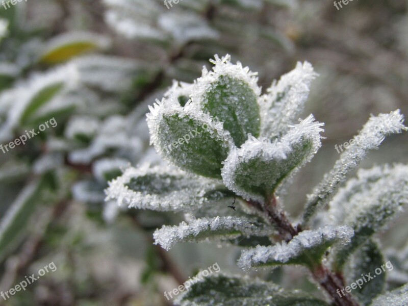 Leaf Frozen White Winter Gel The Ice