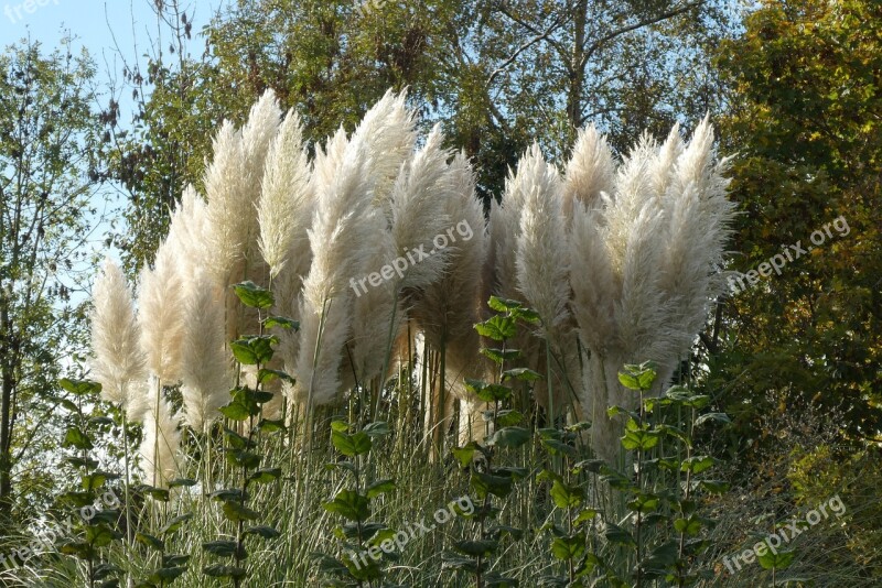 Plumes Plant Plume Garden Vegetable