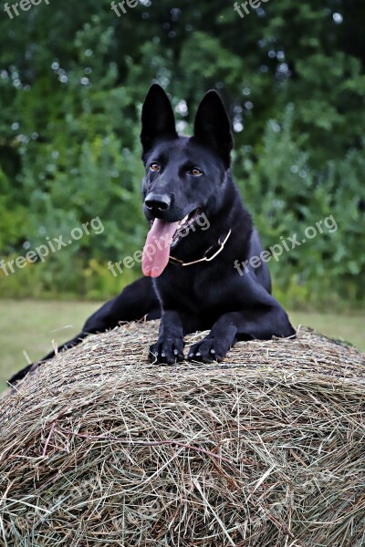 German Shepherd Dog Haystack Walk Free Photos