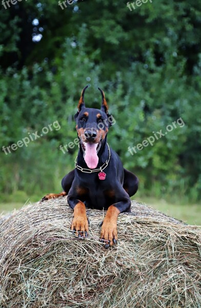 Doberman Dog Haystack Walk Free Photos