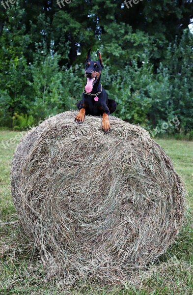 Doberman Dog Haystack Walk Free Photos