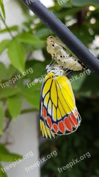 Pupa Cocoon Butterfly Jezebel Colorful