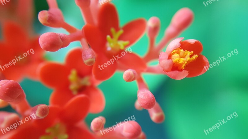 Red Flowers Flower Garden Nature Macro