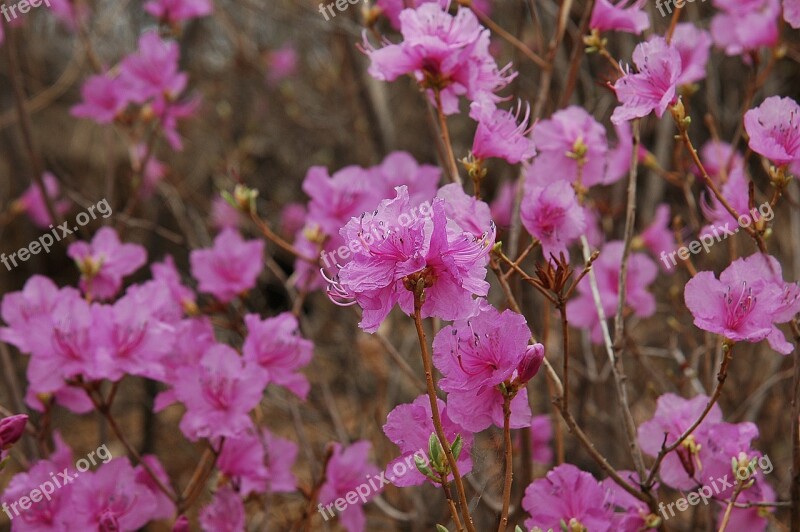 Flower Mountain Wild Flowers Grass Plant