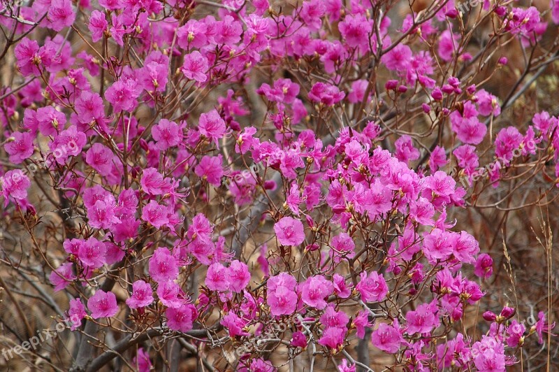 Flower Mountain Wild Flowers Grass Plant