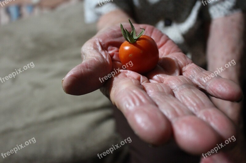 Tomato Hand Grandmother Hands Free Photos